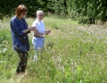 Ah, the wildflowers