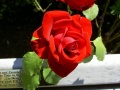A rose by any other name...