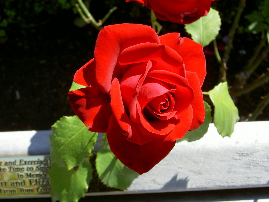 A rose by any other name...