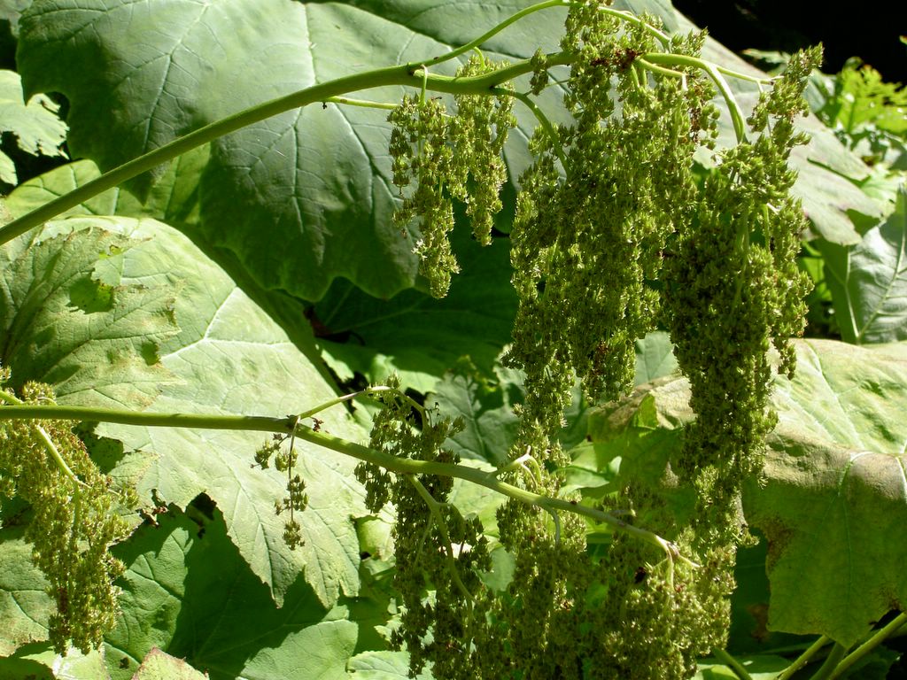 Appealing greenery