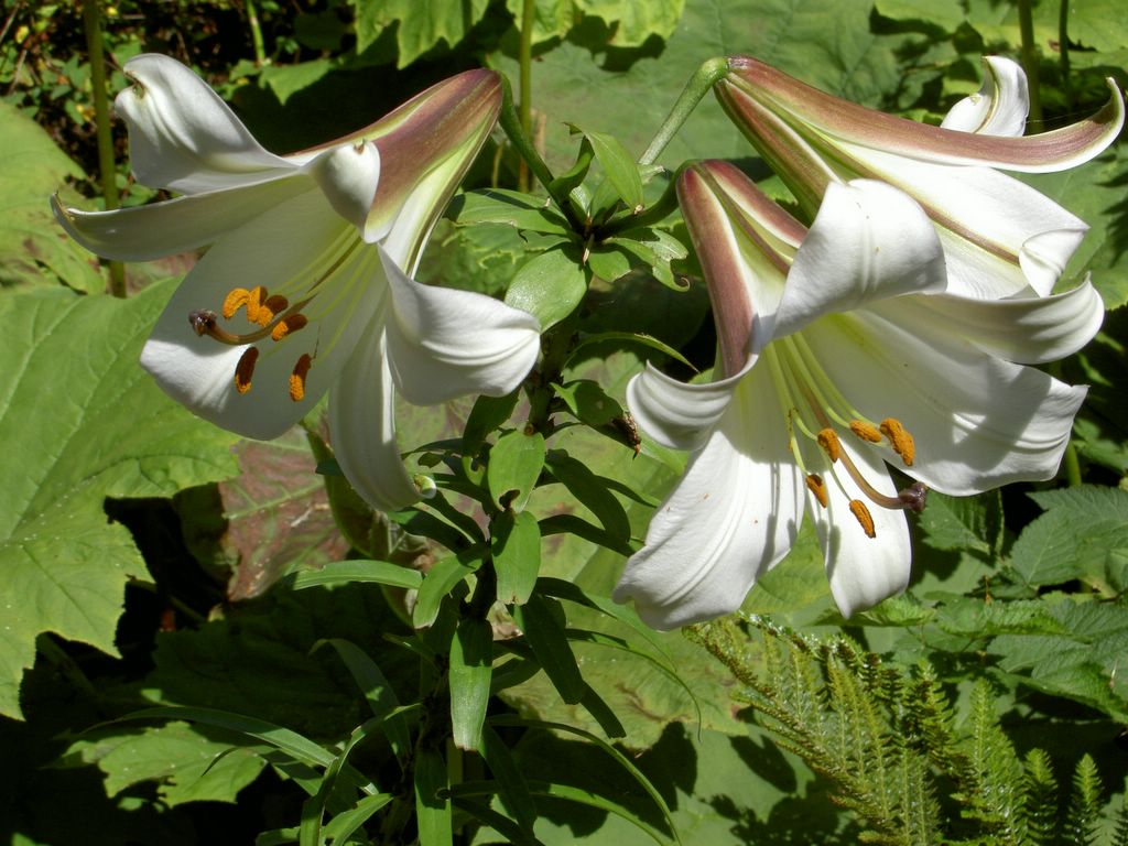 Appealing flowers