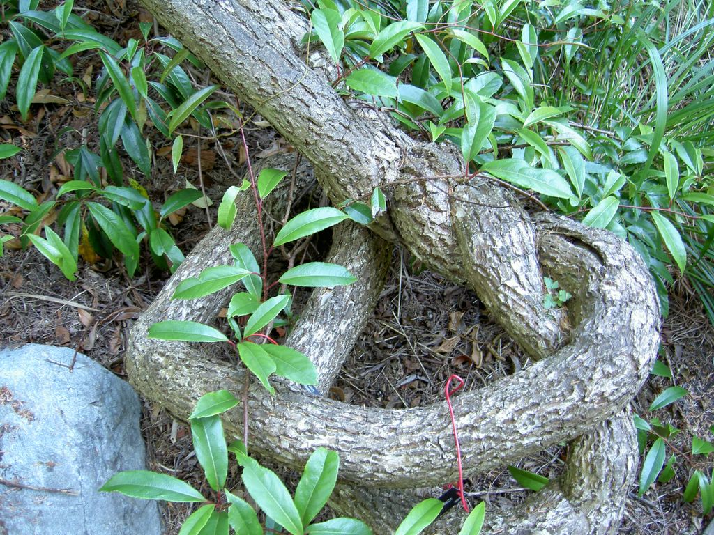 Only G*d can make a tree