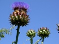 A botannical thistle