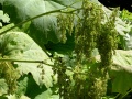 Appealing greenery