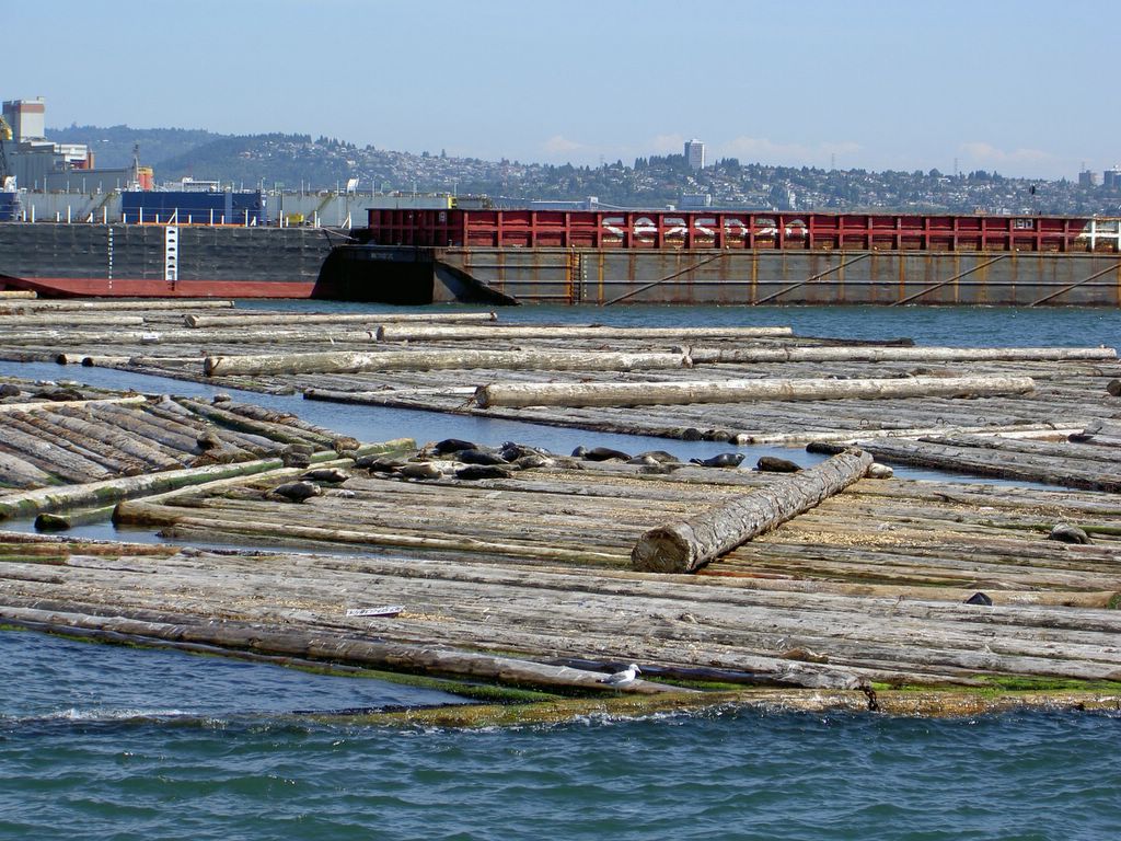 Seals on logs